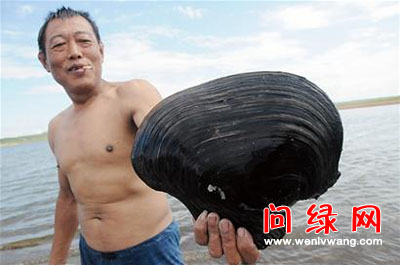 河蚌网.jpg