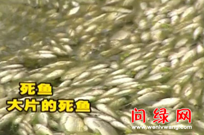 死鱼.jpg