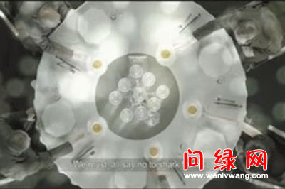 鱼翅.jpg