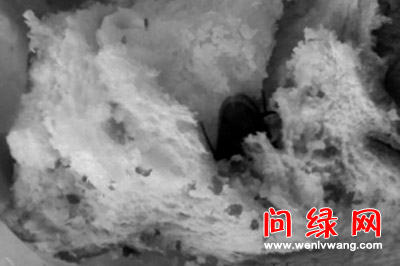 面包.jpg