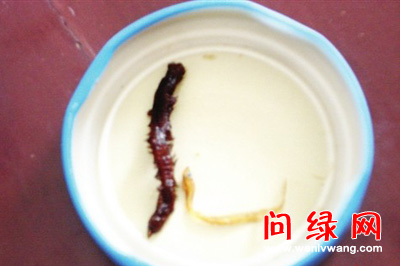 蜈蚣.jpg