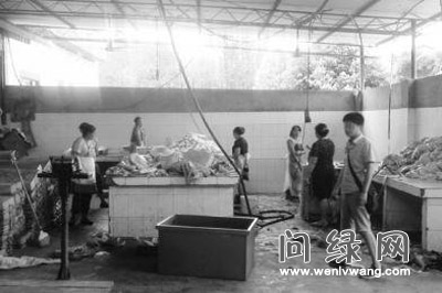 死猪.jpg
