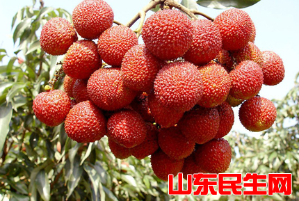 荔枝.jpg