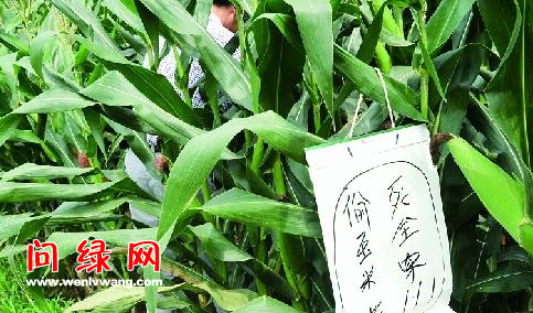 玉米.jpg